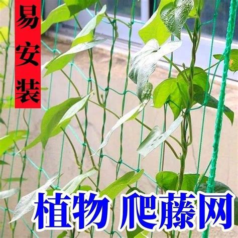 攀藤植物風水|何時種植攀爬植物最旺財運？